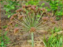 Angelica sp. (ex Portugal)