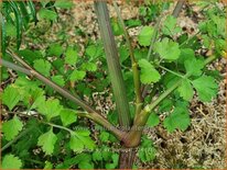 Angelica sp. (ex Portugal)