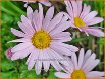 Arctanthemum arcticum &#39;Roseum&#39;