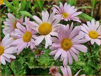 Arctanthemum arcticum &#39;Roseum&#39;