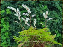 Aruncus aethusifolius &#39;Elegance&#39;