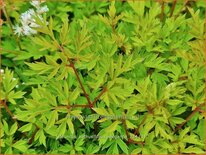 Aruncus aethusifolius &#39;Elegance&#39;