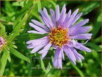 Aster amethystinus &#39;Freiburg&#39;