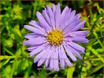 Aster &#39;Herbstpurzel&#39;