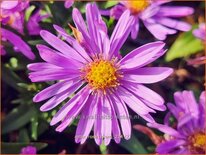 Aster &#39;Rosa Zwerg&#39;