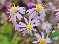 Aster spectabilis &#39;Ile de Montreal&#39;