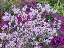 Aster spectabilis &#39;Ile de Montreal&#39;