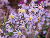 Aster spectabilis &#39;Ile de Montreal&#39;