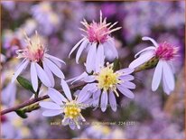 Aster spectabilis &#39;Ile de Montreal&#39;