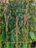 Calamagrostis splendens 'Cheju-Do'