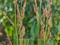 Calamagrostis splendens 'Cheju-Do'