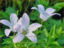 Campanula lactiflora 'Assendon Pearl'