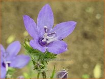 Campanula primulifolia