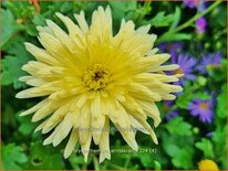 Chrysanthemum &#39;Erntekranz&#39;