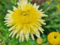 Chrysanthemum &#39;Erntekranz&#39;