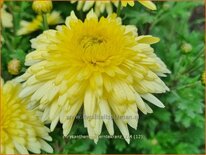 Chrysanthemum &#39;Erntekranz&#39;