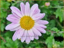 Chrysanthemum &#39;Hebe&#39;