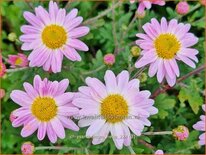 Chrysanthemum &#39;Hebe&#39;