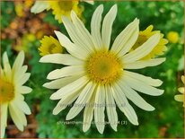 Chrysanthemum &#39;Lichtkuppel&#39;