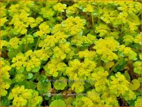 Chrysosplenium alternifolium