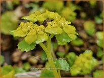 Chrysosplenium alternifolium