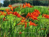 Crocosmia &#39;Firestars Scorchio&#39;