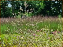 Deschampsia cespitosa &#39;Palava&#39;