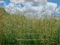 Deschampsia cespitosa &#39;Palava&#39;