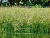 Deschampsia cespitosa &#39;Palava&#39;