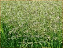 Deschampsia cespitosa &#39;Palava&#39;