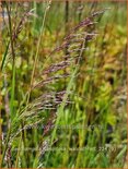 Deschampsia cespitosa &#39;Waldschratt&#39;