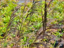 Deschampsia cespitosa &#39;Waldschratt&#39;