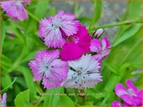 Dianthus barbatus &#39;Dash Magician&#39;