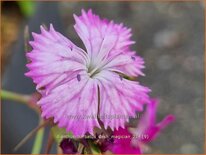 Dianthus barbatus &#39;Dash Magician&#39;