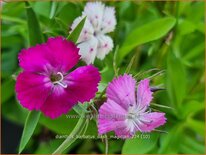 Dianthus barbatus &#39;Dash Magician&#39;