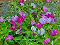 Dianthus barbatus &#39;Dash Magician&#39;