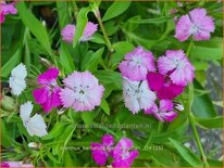 Dianthus barbatus &#39;Dash Magician&#39;