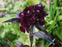 Dianthus barbatus &#39;Nigrescens&#39;