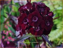 Dianthus barbatus &#39;Nigrescens&#39;