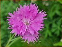 Dianthus &#39;Double Rose&#39;