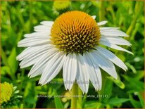 Echinacea purpurea &#39;Meditation White&#39;