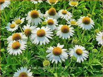 Echinacea purpurea &#39;Meditation White&#39;