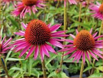 Echinacea purpurea &#39;Pica Bella&#39;