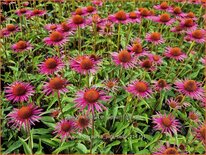 Echinacea purpurea &#39;Pica Bella&#39;