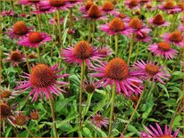 Echinacea purpurea &#39;Pica Bella&#39;