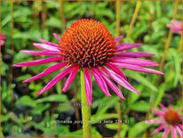 Echinacea purpurea &#39;Pica Bella&#39;