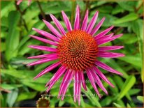 Echinacea purpurea &#39;Pica Bella&#39;