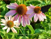 Echinacea purpurea &#39;Pink Skipper&#39;