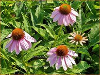 Echinacea purpurea &#39;Pink Skipper&#39;