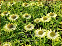 Echinacea purpurea 'Prima Lime'